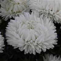 Lady Coral White Cut Flower Aster