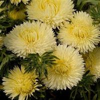 Lady Coral Yellow Cut Flower Aster