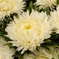 Lady Coral Cream White Cut Flower Aster