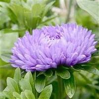 Lady Coral Light Blue Cut Flower Aster