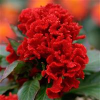 Chief Red Cut Flower Celosia