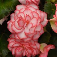 On Top<sup>®</sup> Pink Halo Tuberous Begonia