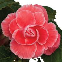 On Top<sup>®</sup> Melon Lace Tuberous Begonia