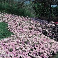 Wave<sup>®</sup> Misty Lilac Spreading Petunia