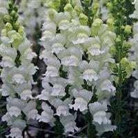 Opus Fresh White III/IV Cut Flower Snapdragon