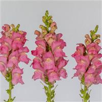 Opus Pink III Cut Flower Snapdragon