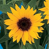 Sunbright Sunflower