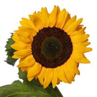 Solano Deep Orange Sunflower
