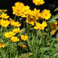 Coreopsis Sunny Day
