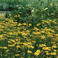 Coreopsis Sunny Day