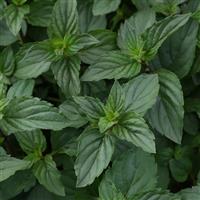 Mentha piperita After Eight