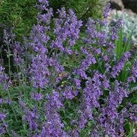 Nepeta Little Trudy<sup>®</sup>