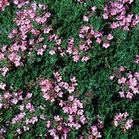 Thymus serpyllum Pink Chintz