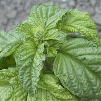 Lettuce-Leafed Basil