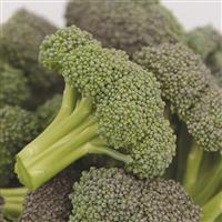 Monflor Broccoli
