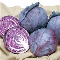 Ruby Ball Cabbage