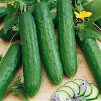 Saladmore Bush Cucumber