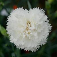 Chabaud Jeanne White Dianthus