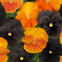 Spooky Halloween Mix Pansy