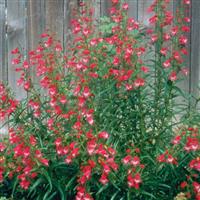 Penstemon mexicali Red Rocks<sup>®</sup>