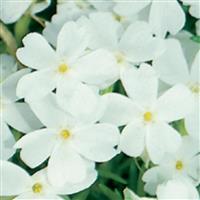 Phlox subulata White Delight