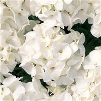 Multibloom White Geranium