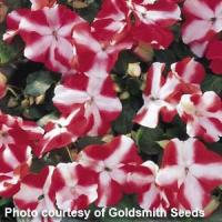 Accent Red Star Impatiens