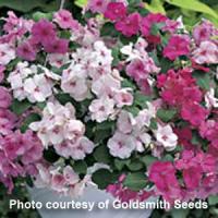 Accent Miracle Collection Impatiens