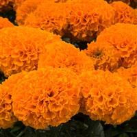 Discovery Orange African Marigold