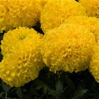 Discovery Yellow African Marigold