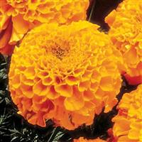 Perfection Orange African Marigold