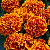 Chica Flame French Marigold