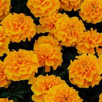 Chica Gold French Marigold