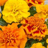 Chica Mix French Marigold