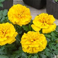Chica Yellow French Marigold