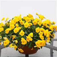 Freefall XL Golden Yellow Pansy