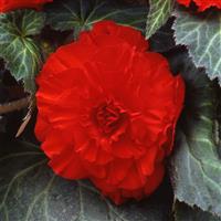 AmeriHybrid<sup>®</sup> Ruffled Scarlet Red Tuberous Begonia