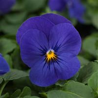 Quicktime™ Blue Viola