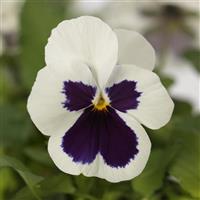 Quicktime™ White Blotch Viola