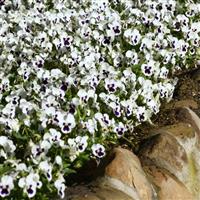 Quicktime™ White Blotch Viola