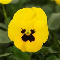 Quicktime™ Yellow Blotch Viola