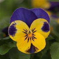 Quicktime™ Yellow Blue Jump Up Viola