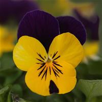 Quicktime™ Yellow Violet Jump Up Viola