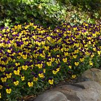 Quicktime™ Yellow Violet Jump Up Viola