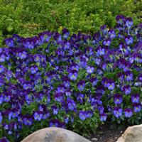 Quicktime™ Blue Purple Jump Up Viola