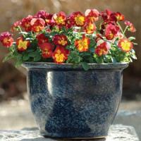 Ultima Radiance Red Pansy
