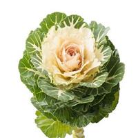 Empire Anna Flowering Kale