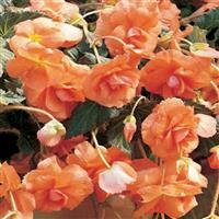 Sun Dancer™ Apricot Tuberous Begonia