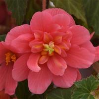 Sun Dancer™ Pink Tuberous Begonia