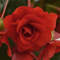 Sun Dancer™ Red Tuberous Begonia